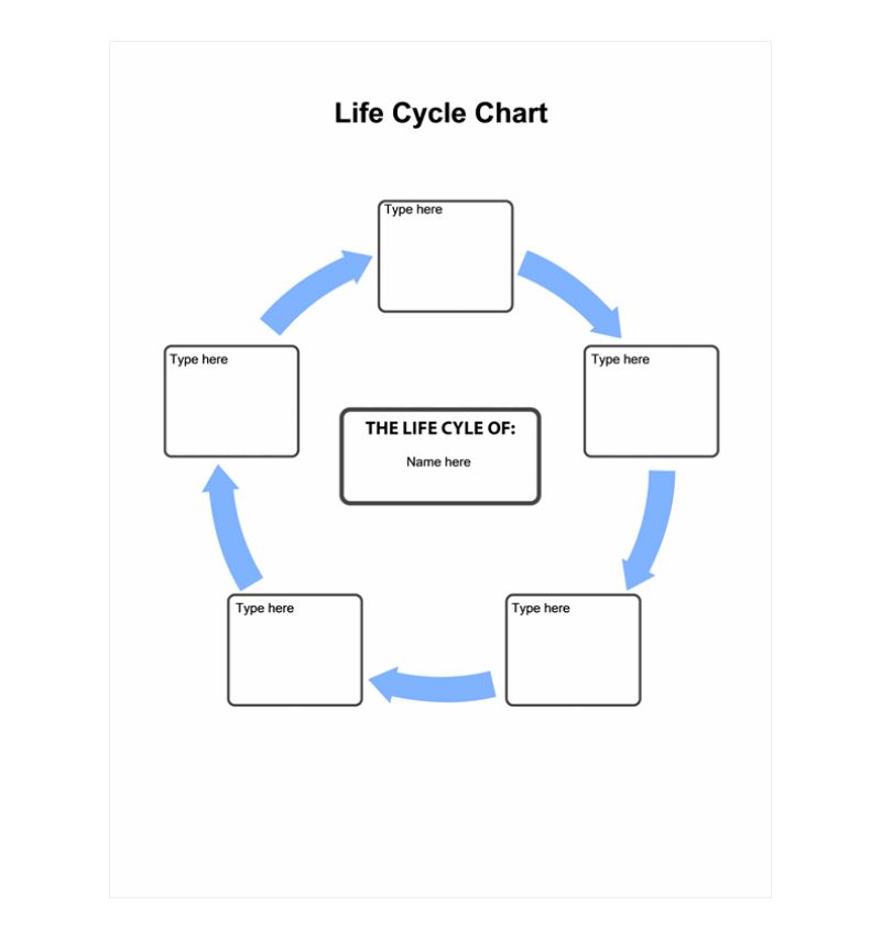 Life Cycle Chart Life Cycle Chart Template