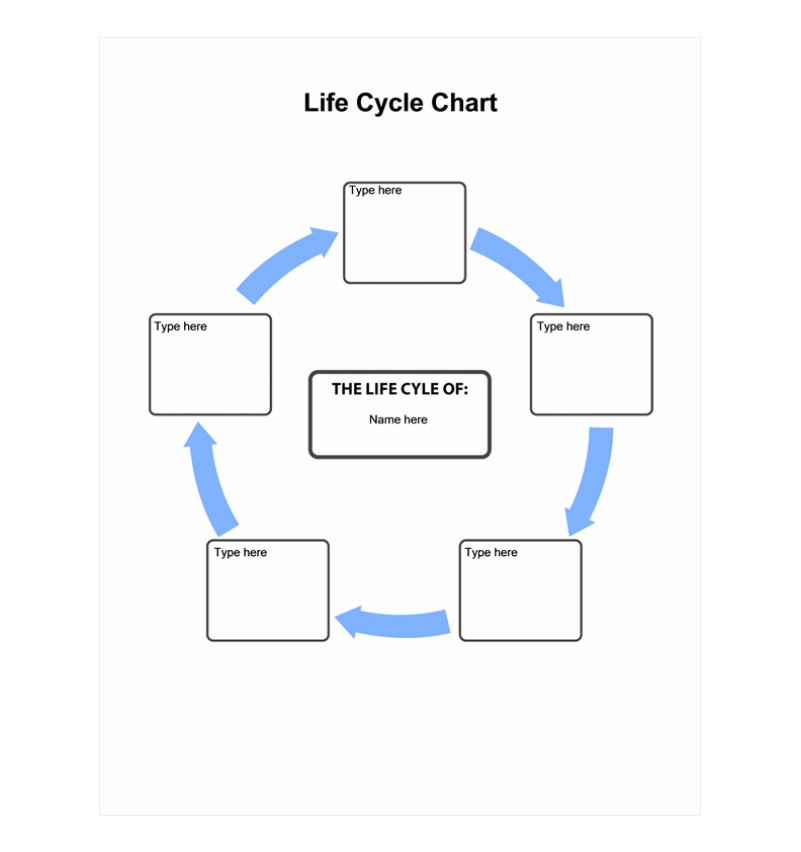 Life Cycle Of An Organism Chart